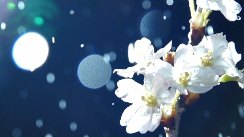 夏に咲く桜でおもてなし 「東京五輪で世界に見せたい」生産者の熱い思い｜FNNプライムオンライン
