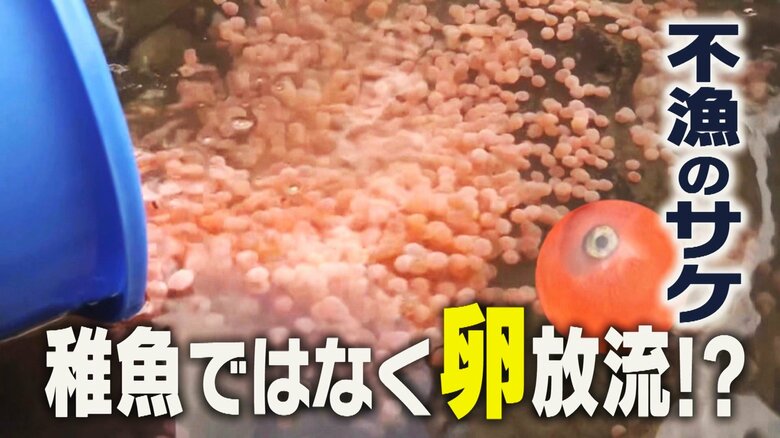 「回帰は最悪な状況」不漁続くサケ漁…稚魚ではなく“卵”放流し効果検証へ！7年前は1万匹超捕獲も今年は1000匹ほどに…｜FNNプライムオンライン