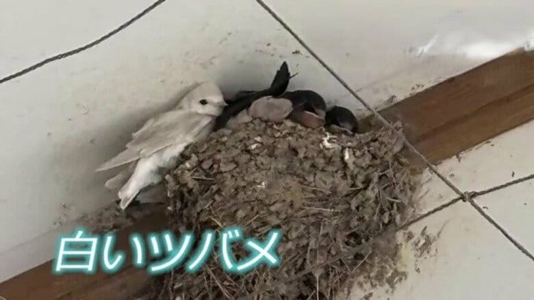 「非常に珍しい」専門家も驚く“真っ白なツバメ” 福井・永平寺町で見つかる 巣立ち後すぐに姿見えなく…住民ら「元気でいて」|FNNプライムオンライン