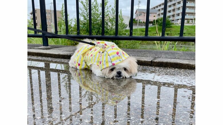 「ぬれないように着せたんですけど…」散歩中の愛犬が水たまりでひと休み？何をしていたのか飼い主に聞いた｜FNNプライムオンライン