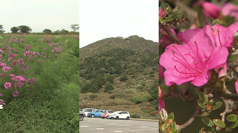 秋はどこへ？気温下がらず紅葉しない　暑さでツツジが咲く　コスモス咲かずイベント中止【長崎発】｜FNNプライムオンライン