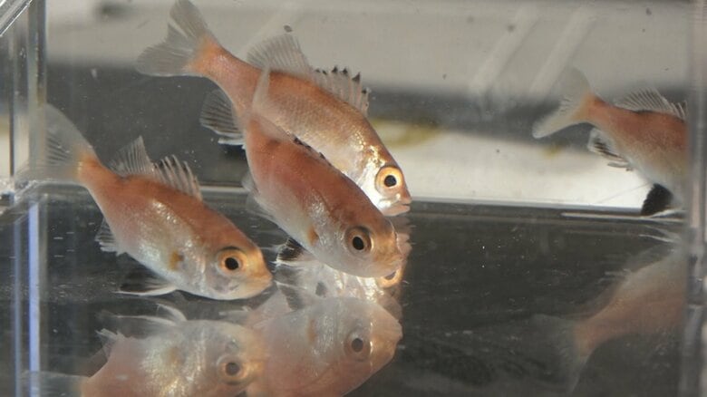 高級魚ノドグロの栽培漁業に大きな一歩　98％がオスだった稚魚、ある新手法でメスの割合を6倍まで増加｜FNNプライムオンライン