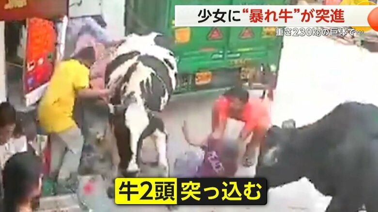 2頭の“暴れ牛”が突進…230kgの巨体で体当たり　下敷きになった少女は救出され大きなけがなし　インド・デリー｜FNNプライムオンライン