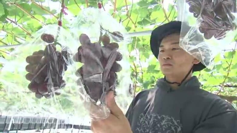 キルフェボンでも好評！「神紅のタルト」島根オリジナル品種ブドウ「神紅」全国で戦えるブドウを目指す生産者の挑戦｜FNNプライムオンライン