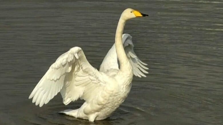 冬の使者ハクチョウが富山に飛来 毎日通い詰める愛好家が着水の瞬間捉えて安堵「これで仕事ができる」|FNNプライムオンライン