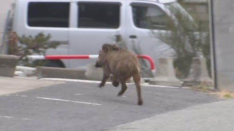 イノシシが住宅街に駆け込む　小学校や県庁近くの河川敷に出没　市や警察が追い払い…川を渡って住宅街に　体長約80センチ　周辺を警戒　長野市｜FNNプライムオンライン