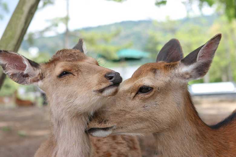 奈良公園のシカ