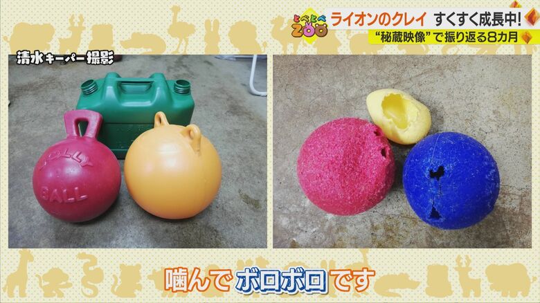 清水キーパー撮影