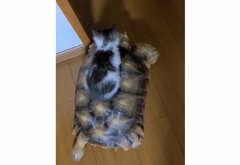 提供:にゃんこ亀さん
