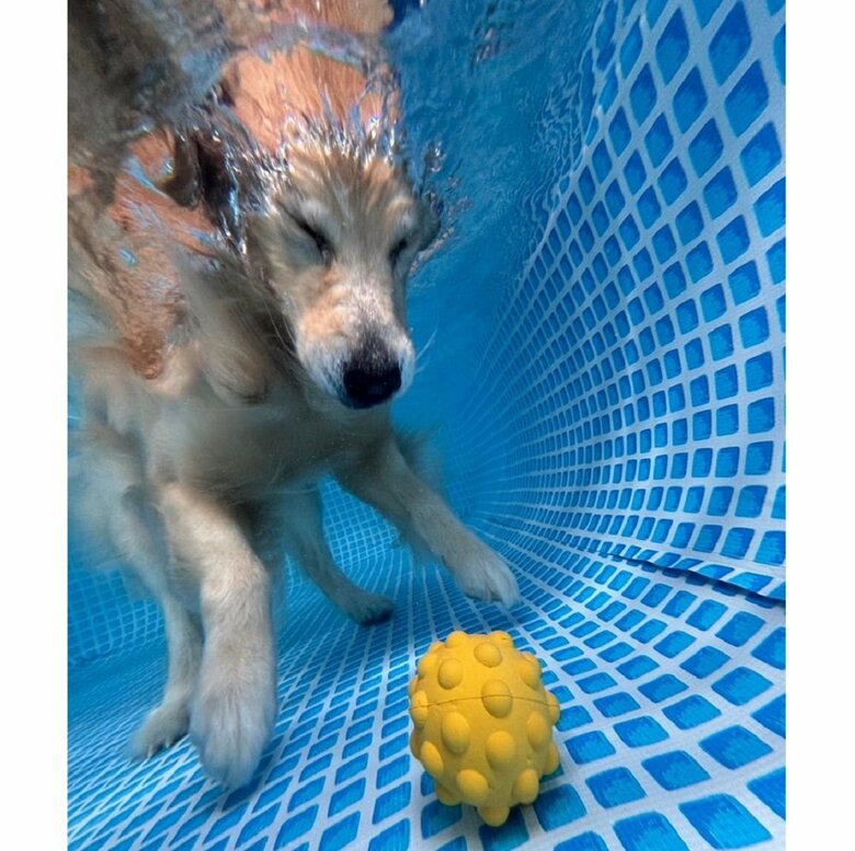 潜る瞬間の躍動感ある1枚