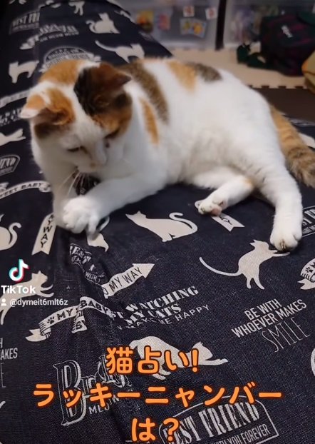 サイコロを転がしてくれる「猫占い」中のミー子ちゃん