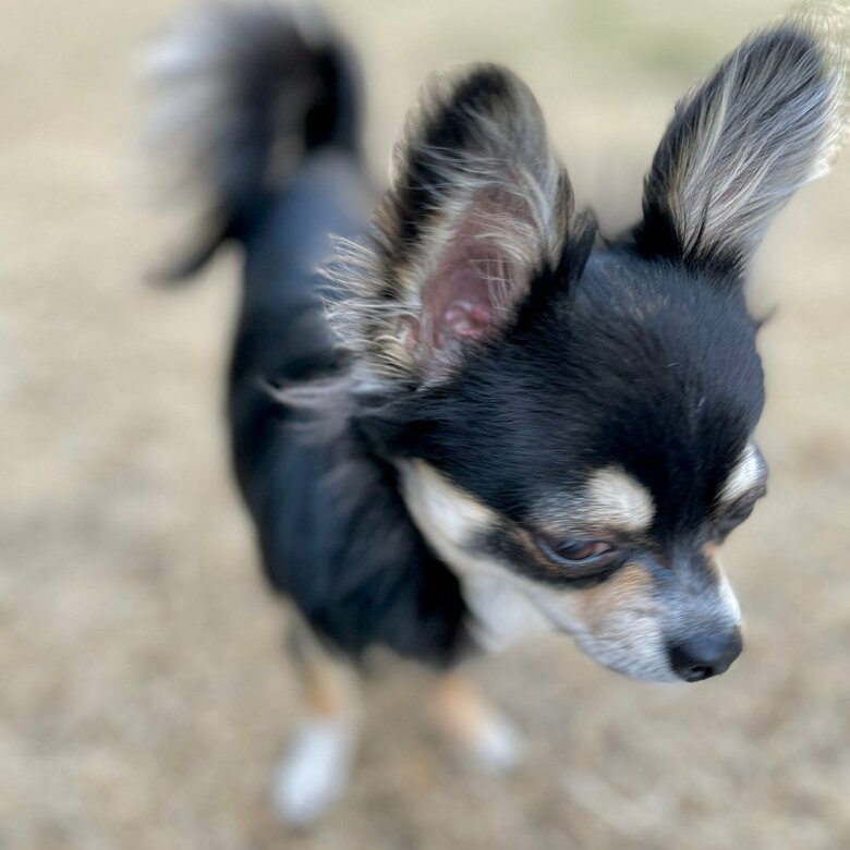 提供：チワワのごまじろーさん