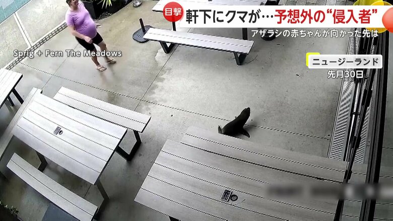 駆け寄る人を気にも留めず入店したアザラシの赤ちゃん