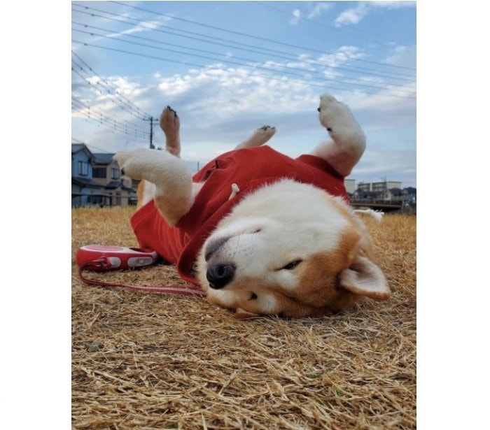 提供：柴犬ななさん