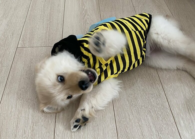 初めて服を着て「いやー！」