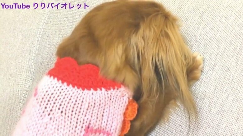 ソファの背もたれに顔をうずめ反省中