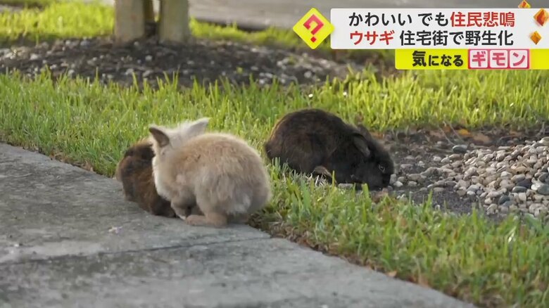 住宅街を歩き回るウサギたち