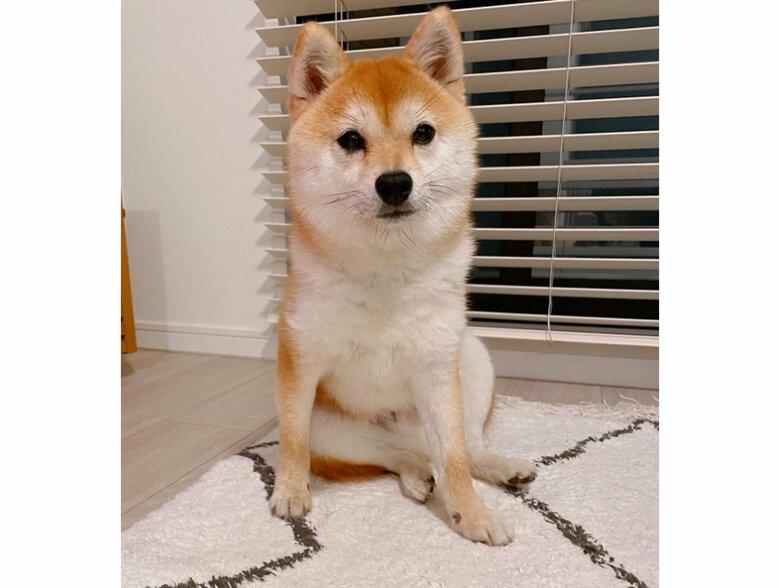 提供：豆柴ちくわ&がんもさん