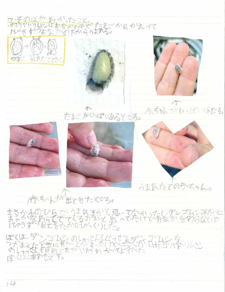 14ペ－ジ目（サヨリヤドリムシでしらべてみた・そのほか分かったこと）