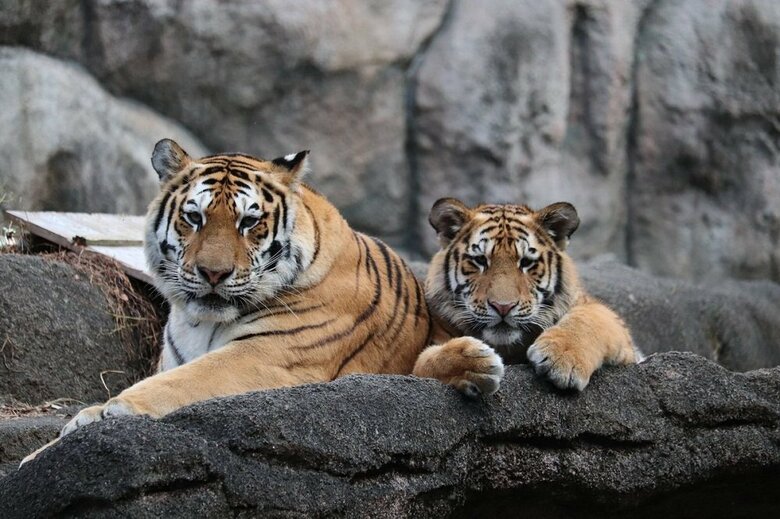 （提供：浜松市動物園）