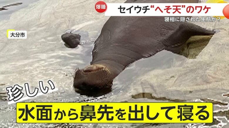 水面から鼻先だけを出して寝るのは珍しいというセイウチ
