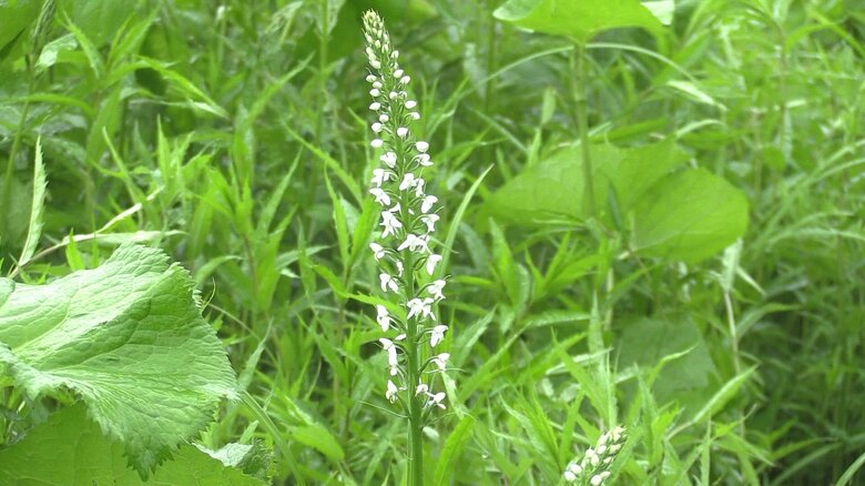 希少な多年草ミズチドリ