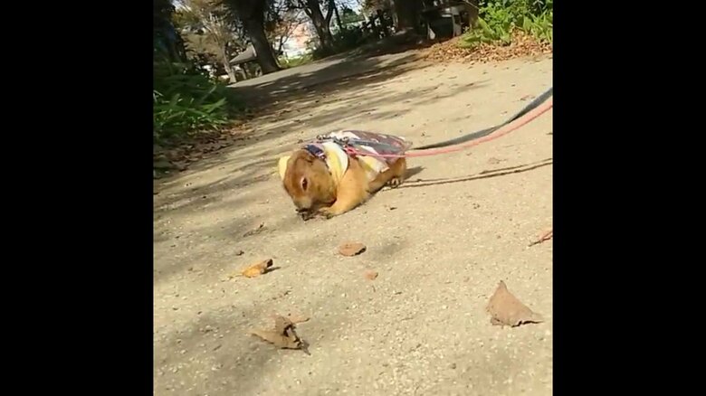 一度立ち上がって少し止まる