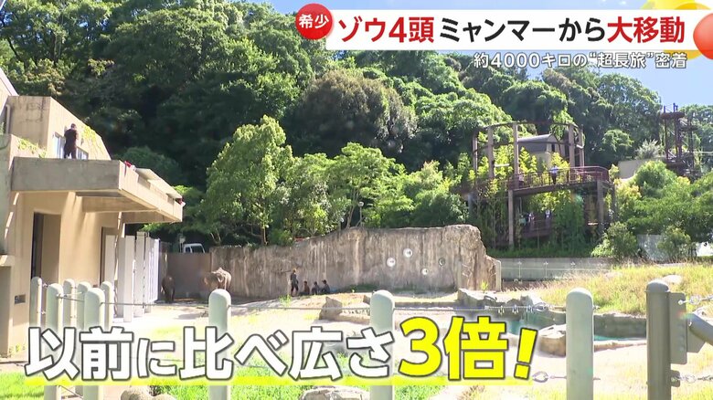 ゾウたちを受け入れるために改修し、広さが3倍になったゾウ舎