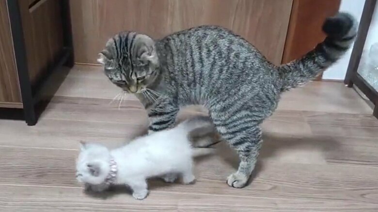 いなくなったことに気づく、もろこしくん