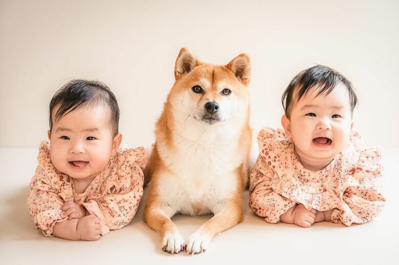 提供：柴犬　むぎさん