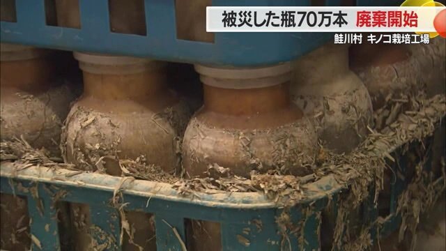 大雨で全滅してしまったブナシメジの菌