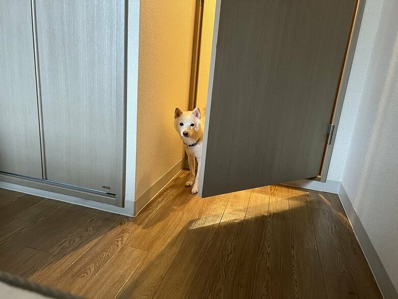 飼い主さんが寝込んでいると様子を見に来たという