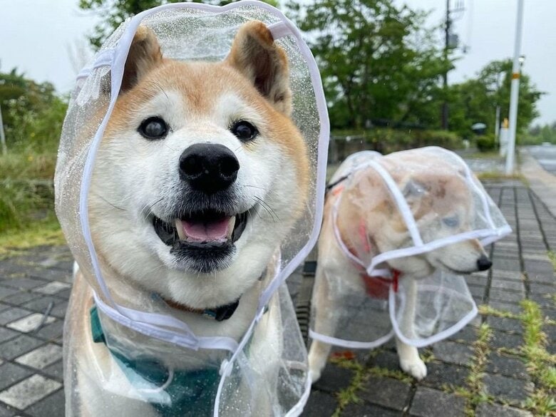 雨の日の散歩　うららちゃんは雨が苦手のよう…