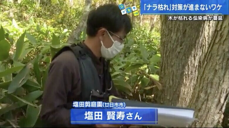 北広島町の山林で、ナラの木の幹を調査する塩田さん