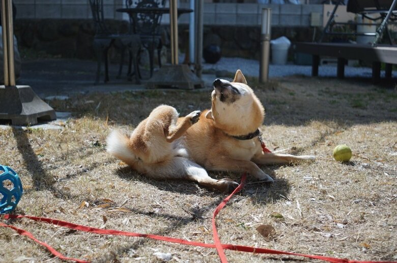 提供：柴犬まるやん日記さん