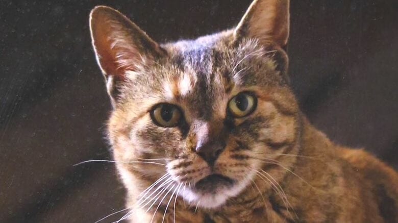 猫校長　高峰