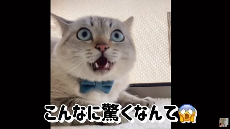 驚きで目がまん丸に！（YouTubeより）