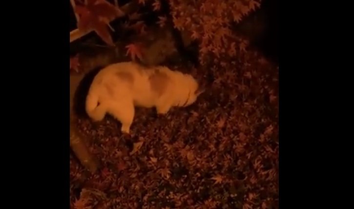 落ち葉を掘り掘り