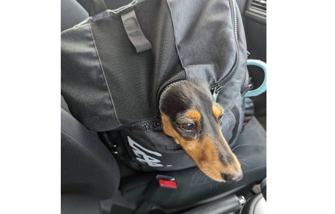 別の日のこうちゃん。バッグにすっぽり