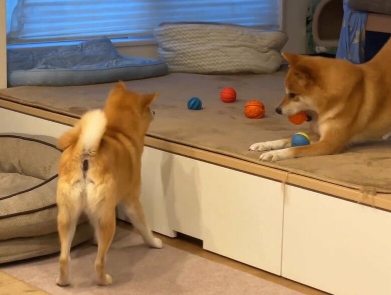 わさびくん、段差をのぼって取ろうとするが…