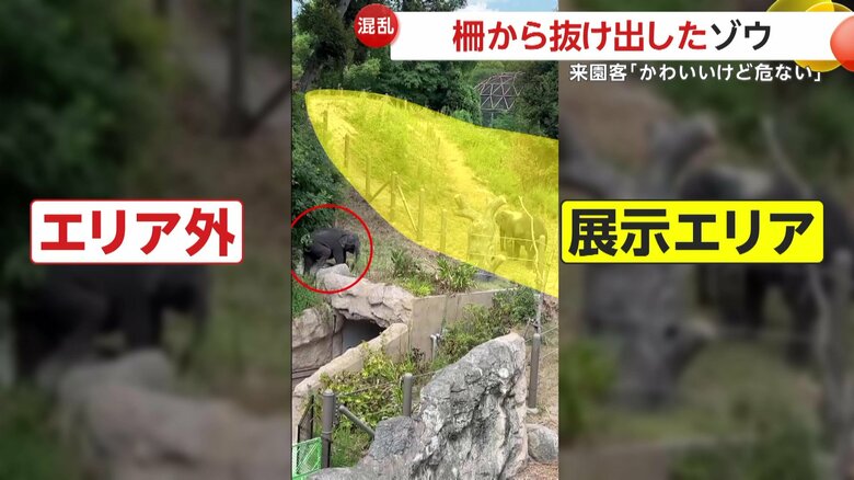 なぜか柵の外にいたゾウ（視聴者撮影）