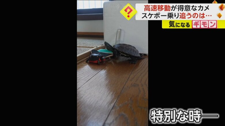 猫を追いかけ回す時にスケボーに乗るという軍曹くん