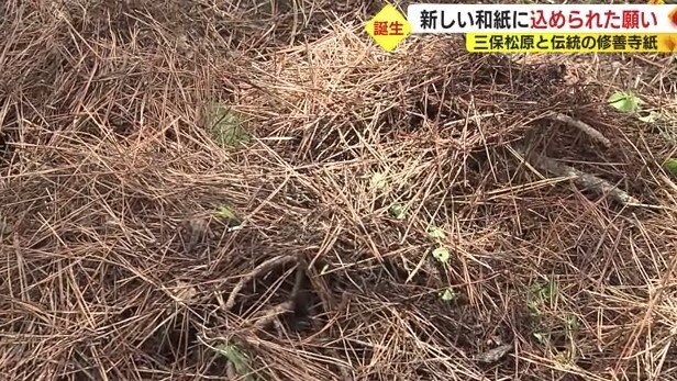 松の落ち葉