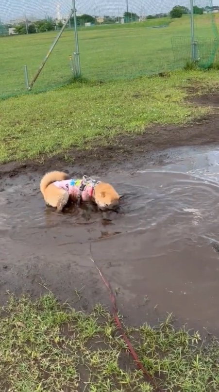 提供：柴犬まるやん日記さん