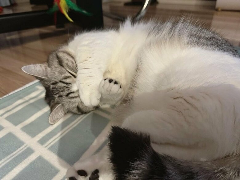 おててで顔を隠し寝