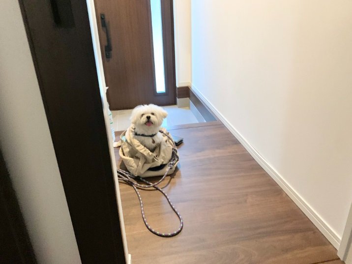 外出の用意ばっちりなわむうくん