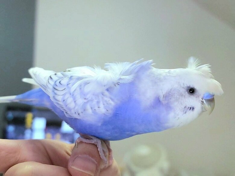 突撃してきて、手の上からなるべく近寄ろうと首を伸ばしている様子