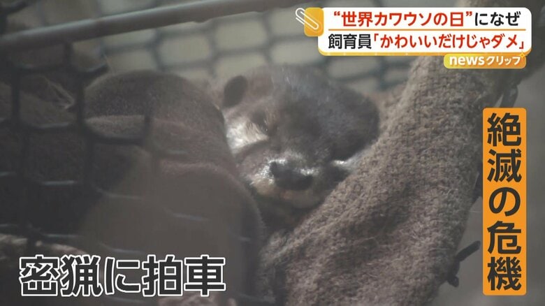 ネットの上で寝ているカワウソ
