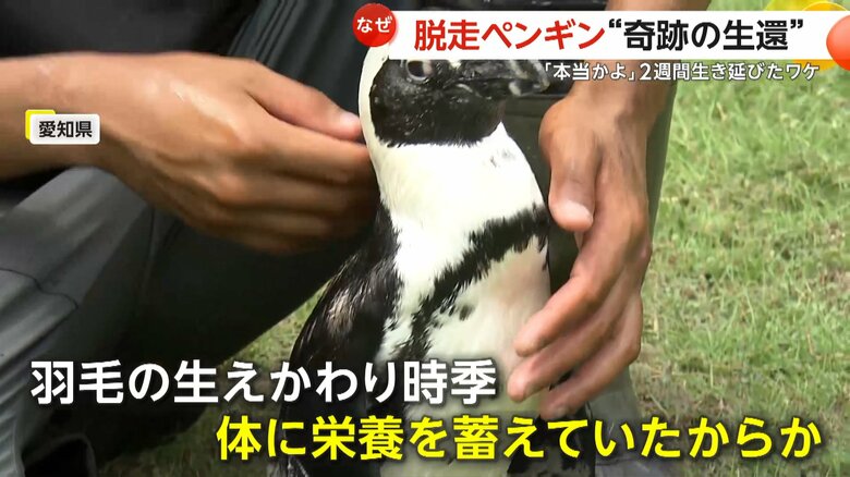 羽毛の生えかわりの時期で、体に栄養を蓄えていたと推察される「ペン」