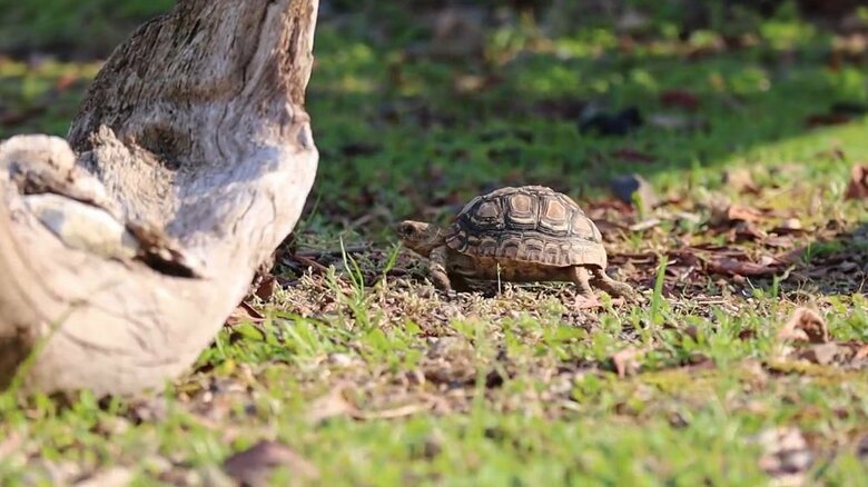 普段の子ガメ。草木と比べると小ささが分かる